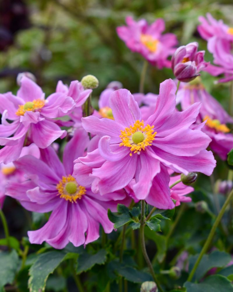 It Needs The Right Soil To Thrive