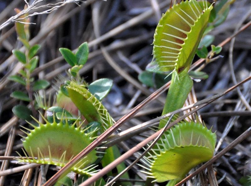 It Needs Wet, Sandy, Nutrient-Poor Soil
