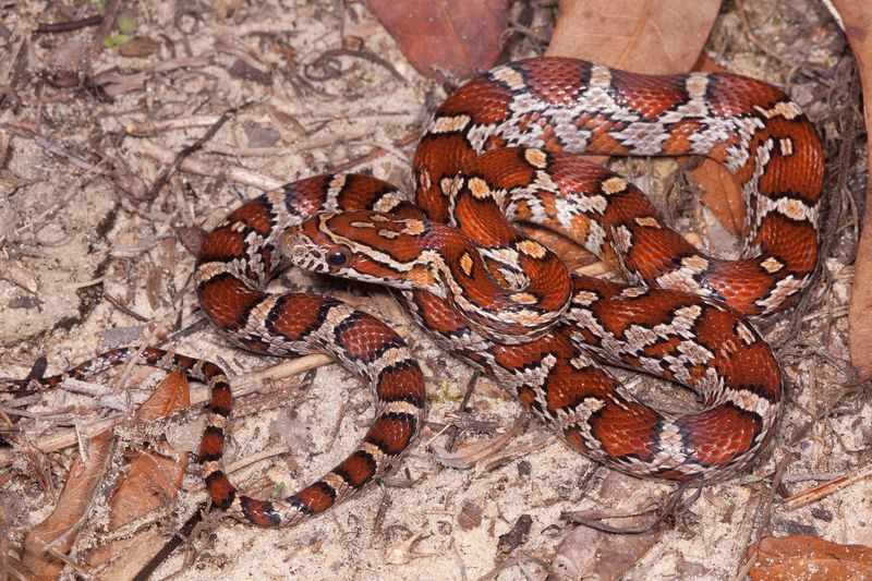 It Often Gets Mistaken For A Copperhead