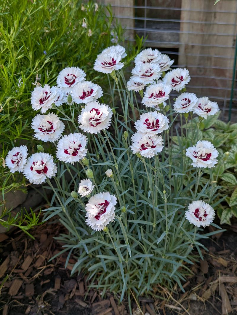 It Pairs Beautifully With Other Cool Season Flowers It Pairs Beautifully With Other Cool Season Flowers