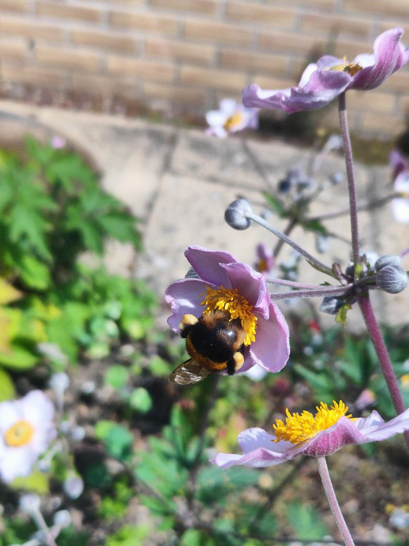 It Provides Late Nectar For Pollinators