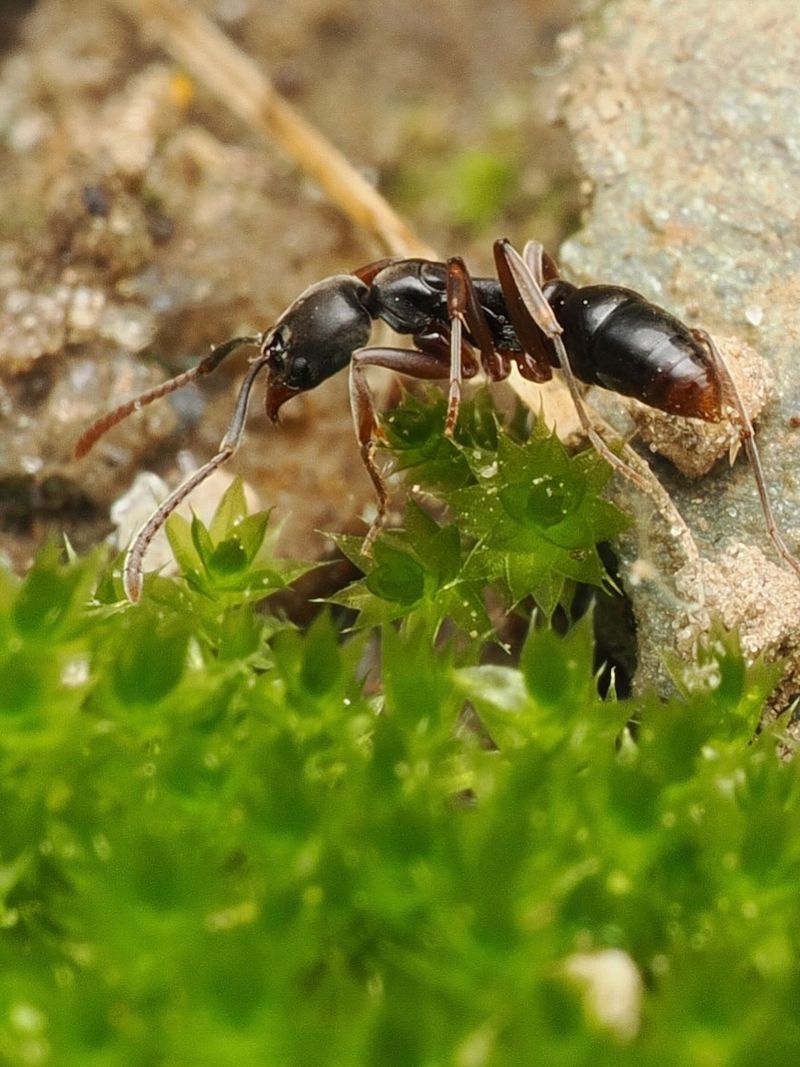 It Pushes Out Native Ants It Pushes Out Native Ants