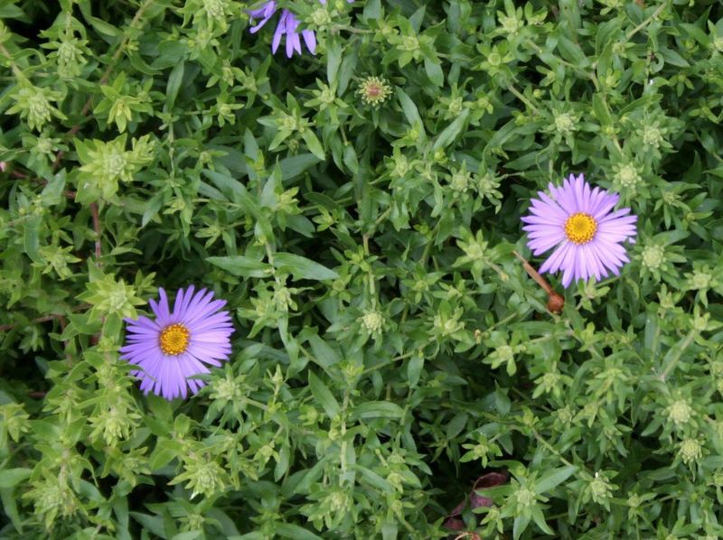 It Resists Powdery Mildew Better Than Many Asters It Resists Powdery Mildew Better Than Many Asters