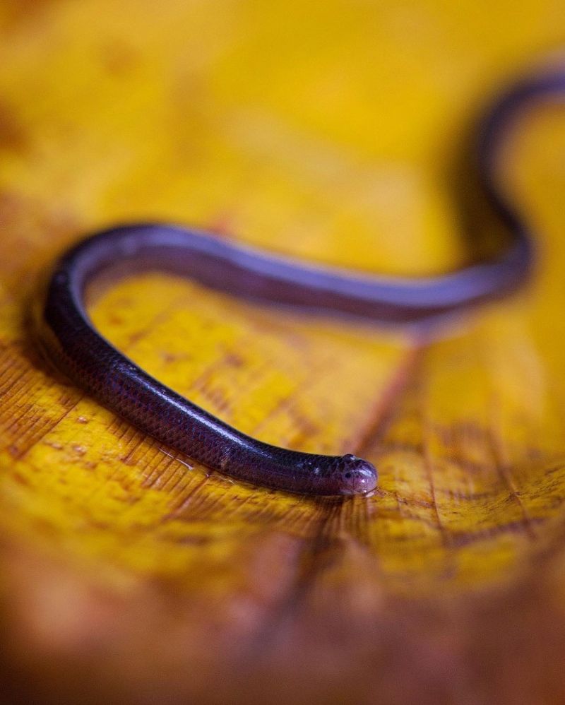 It Slithers Like A Snake, Not A Worm