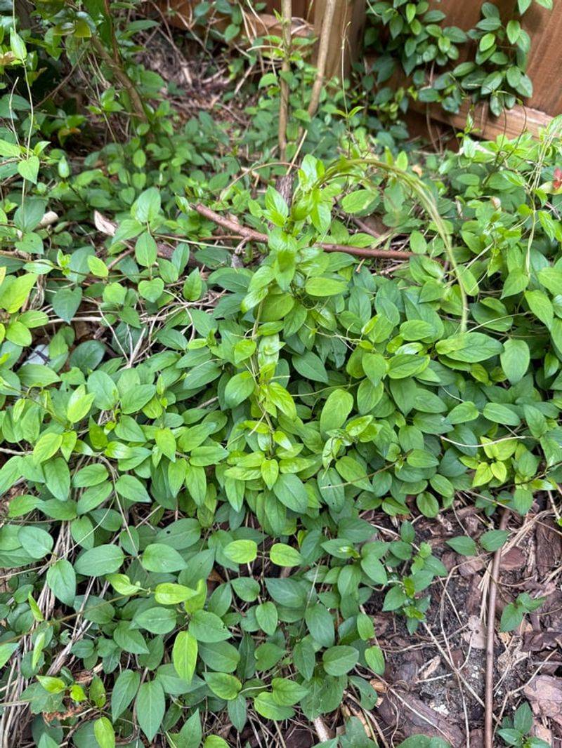 It Smothers Native Plants Under Dense Canopies