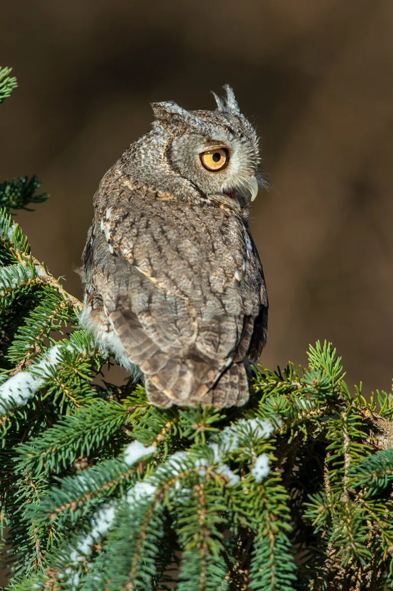 It Sometimes Stashes Extra Prey In Tree Cavities