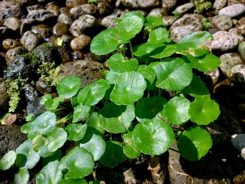 It Spreads By Seeds, Rhizomes And Tubers