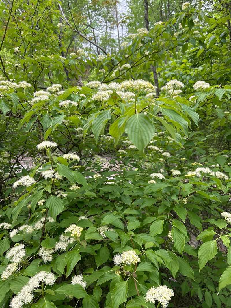 It Spreads By Underground Stems Into Thickets It Spreads By Underground Stems Into Thickets