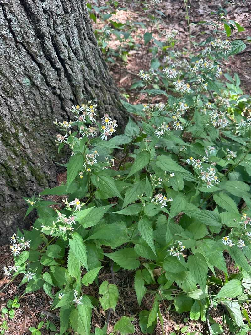 It Spreads Into A Natural Groundcover