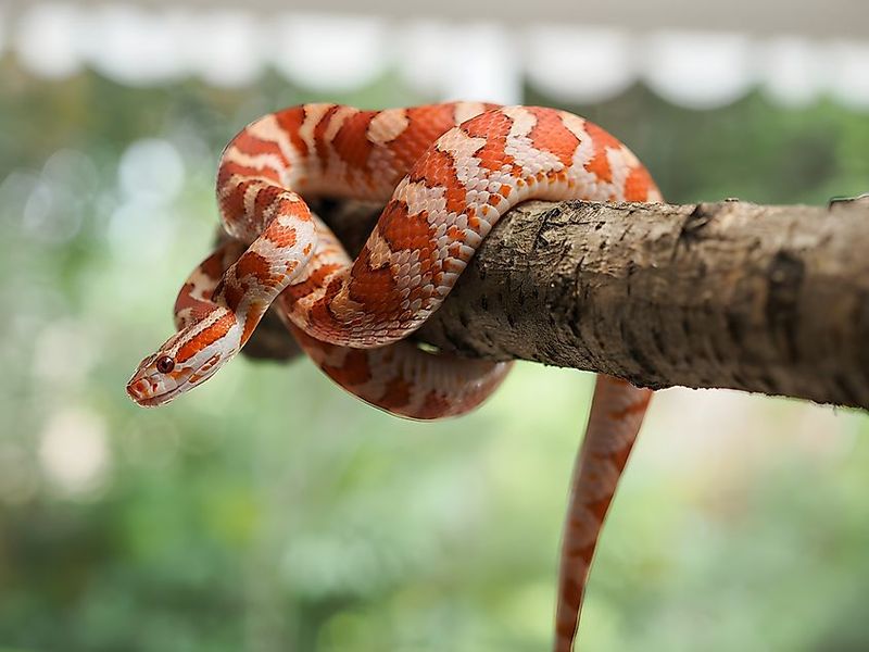 It Squeezes Its Prey Instead Of Using Venom