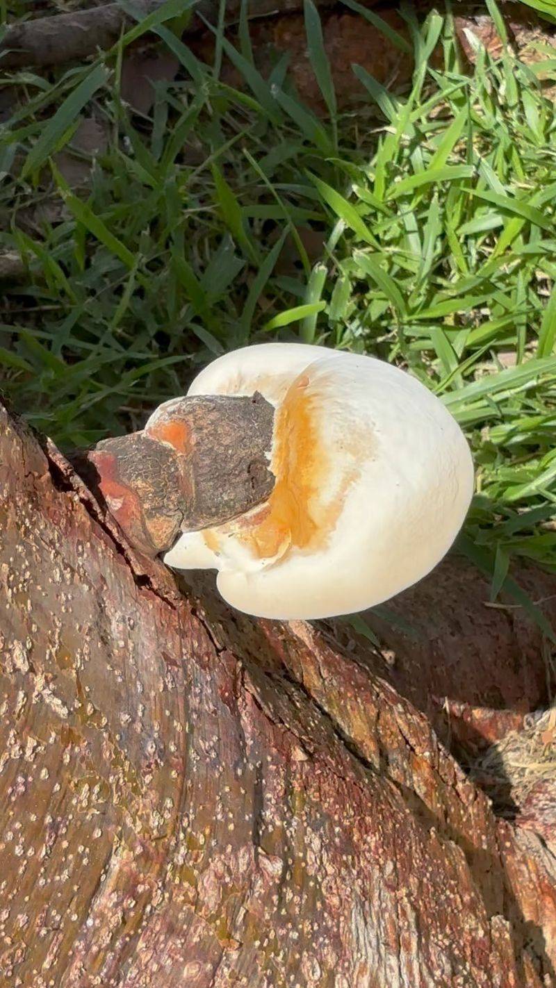 It Starts As A Small, White, Button-Like Growth