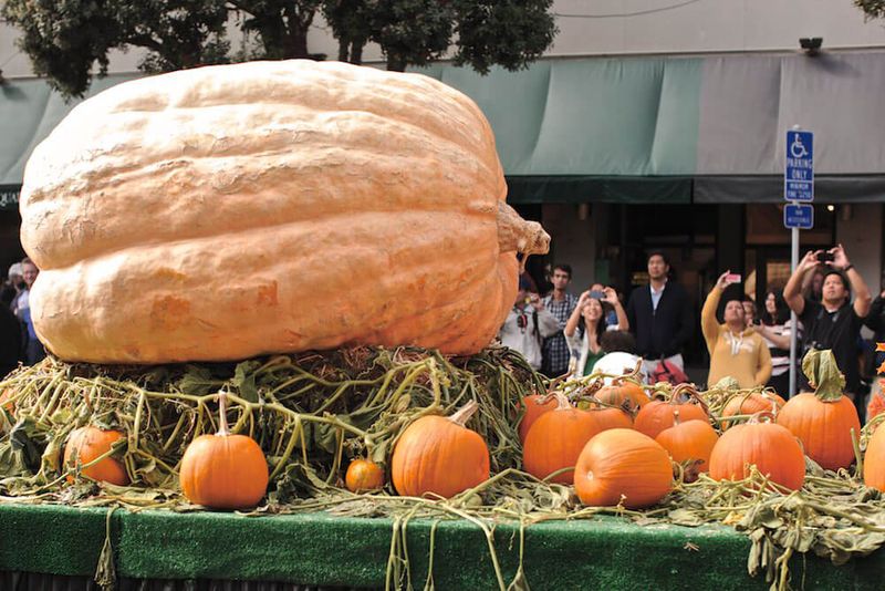 It Starts With Seeds From Record-Breaking Pumpkins
