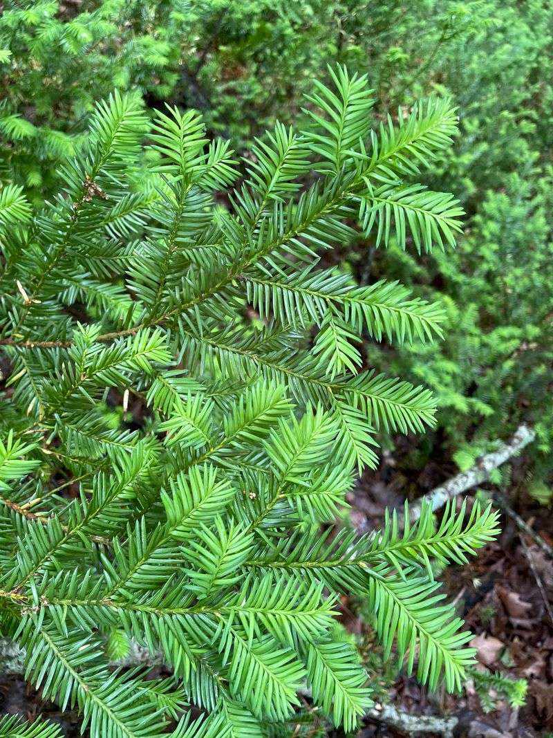 It Stays Low, Usually Under 5 Feet Tall