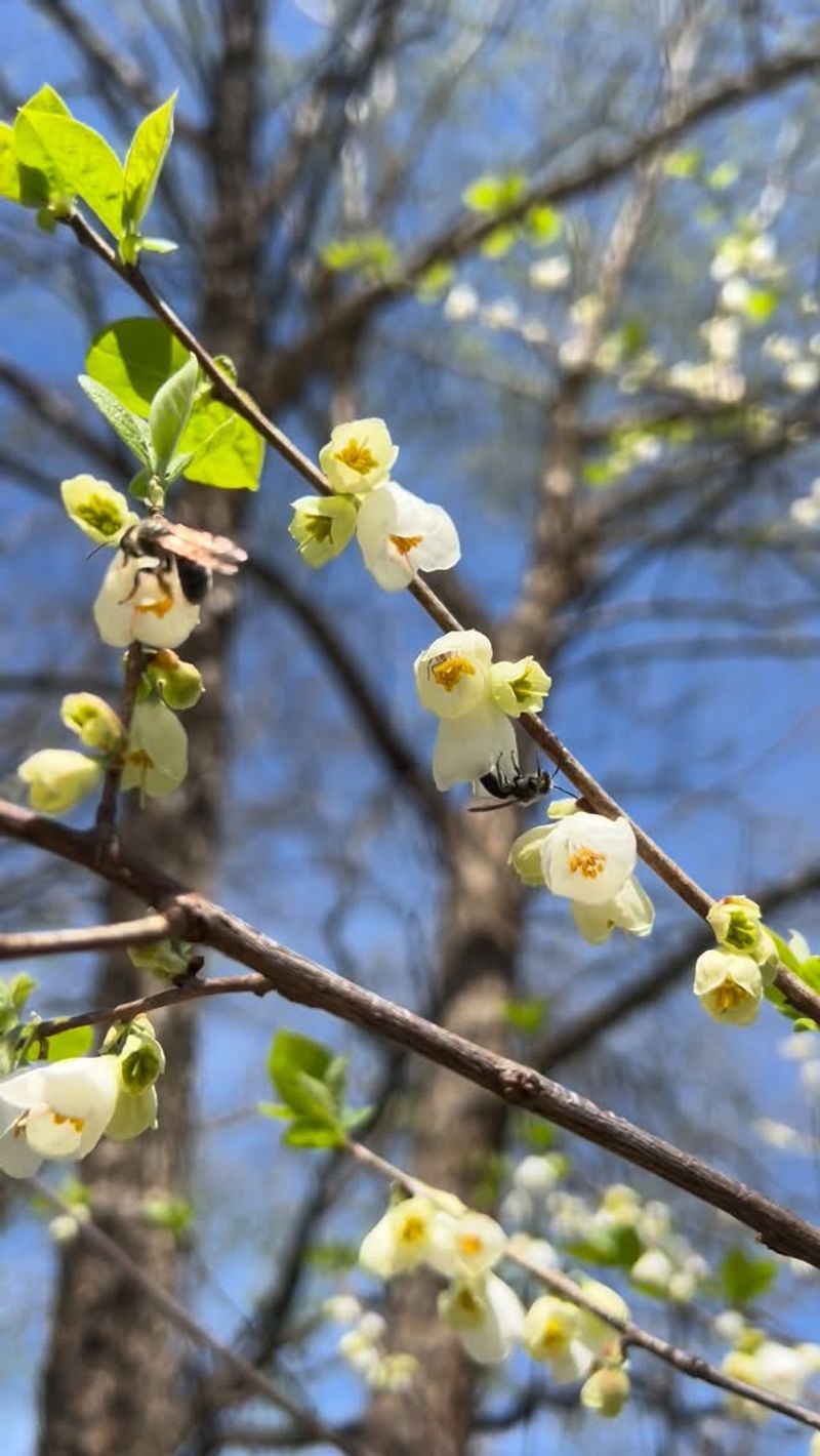 It Supports Pollinators And Wildlife It Supports Pollinators And Wildlife