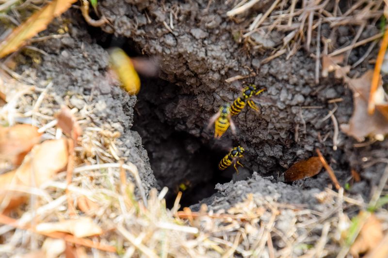 It Takes Away Homes For Ground-Nesting Bees