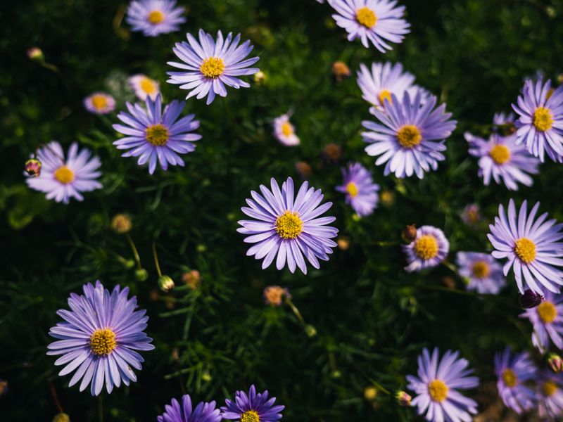 It Thrives In Full Sun And Lean Soil It Thrives In Full Sun And Lean Soil