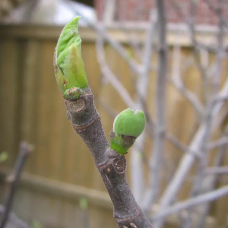 It Triggers Tender Growth Before A Freeze It Triggers Tender Growth Before A Freeze