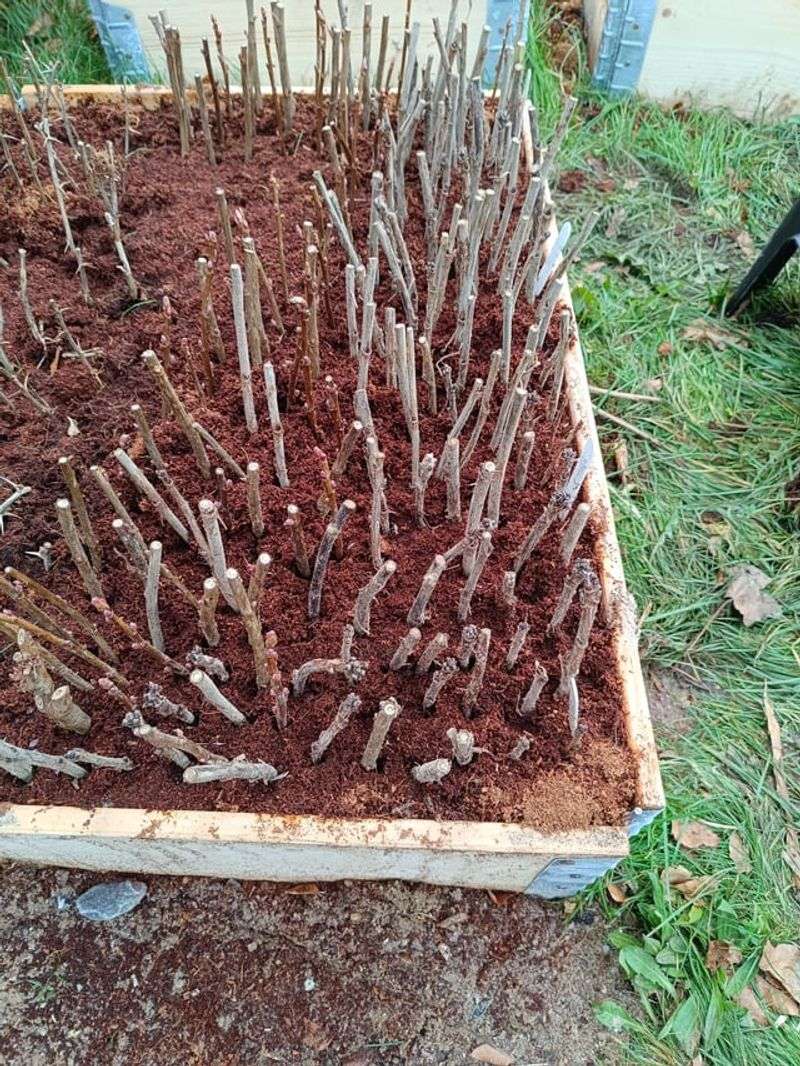 It Turns Fall Pruning Into Free Plants