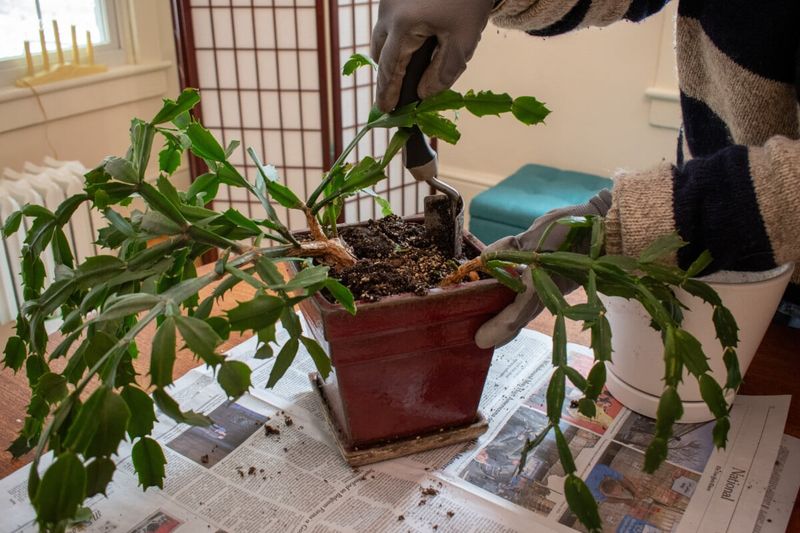 It Was Recently Moved Or Repotted It Was Recently Moved Or Repotted