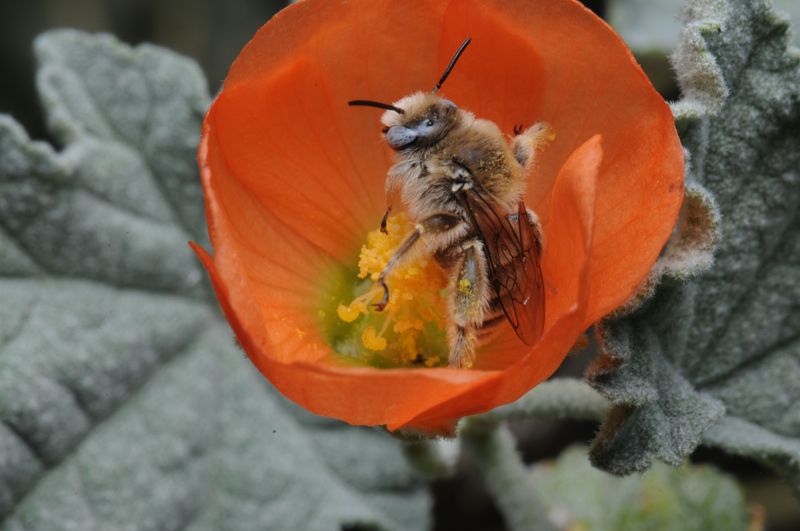 It can offer forage and habitat to pollinators