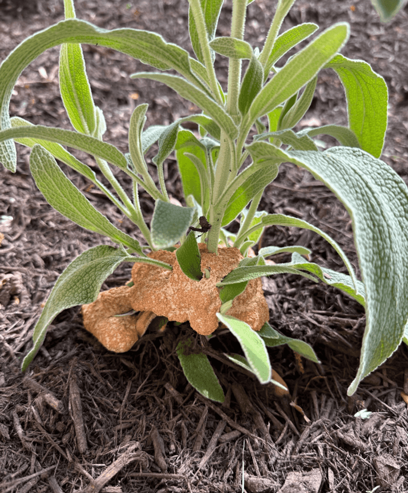 It usually does not mean your plants are infected It usually does not mean your plants are infected