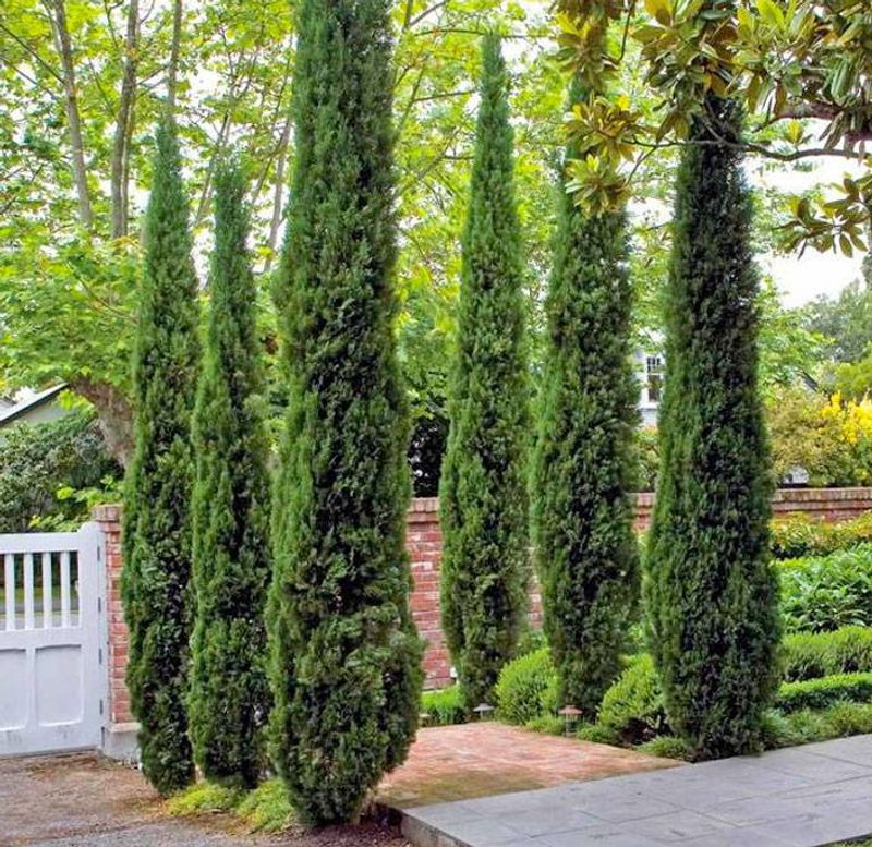 Italian Cypress Italian Cypress