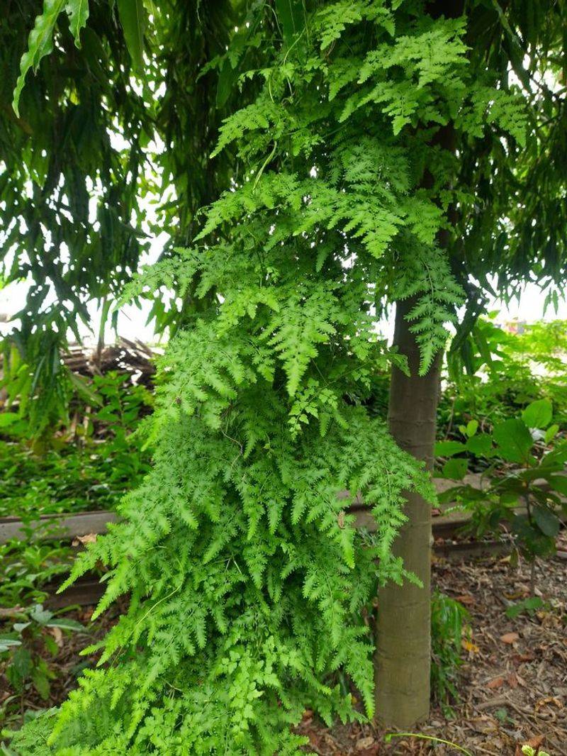 It's A Fern That Climbs Like A Vine