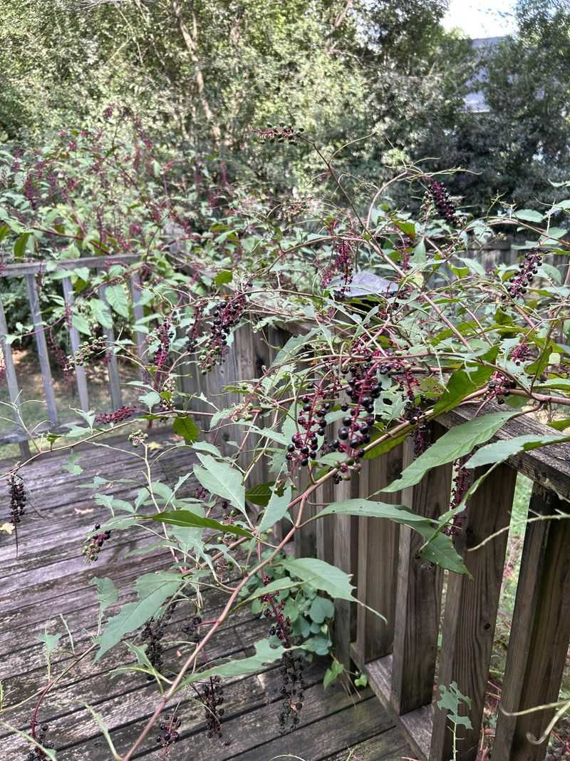 It’s A Florida Native That Pops Up Uninvited