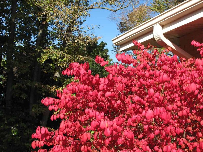 It's A Native Cousin Of The Invasive Burning Bush