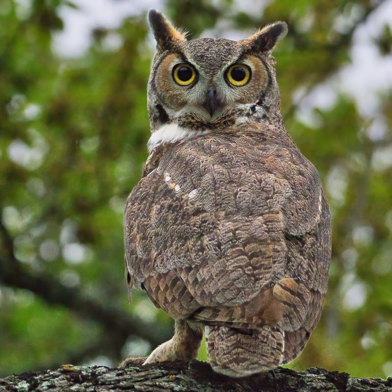 It's A Protected Bird To Enjoy From A Distance