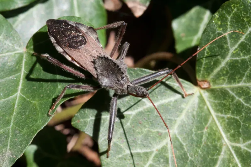 It's A Type Of Assassin Bug It's A Type Of Assassin Bug