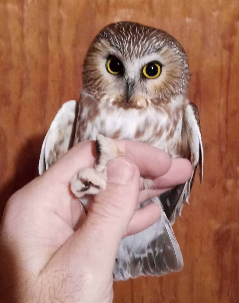 It's Also Ohio's Most Migratory Owl