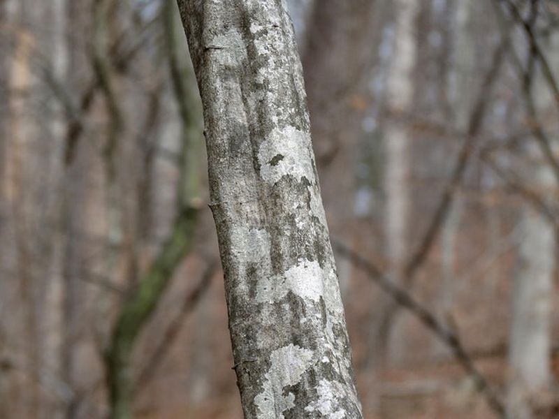 Its Beech-Like Bark Earned It The Name Blue Beech Its Beech-Like Bark Earned It The Name Blue Beech