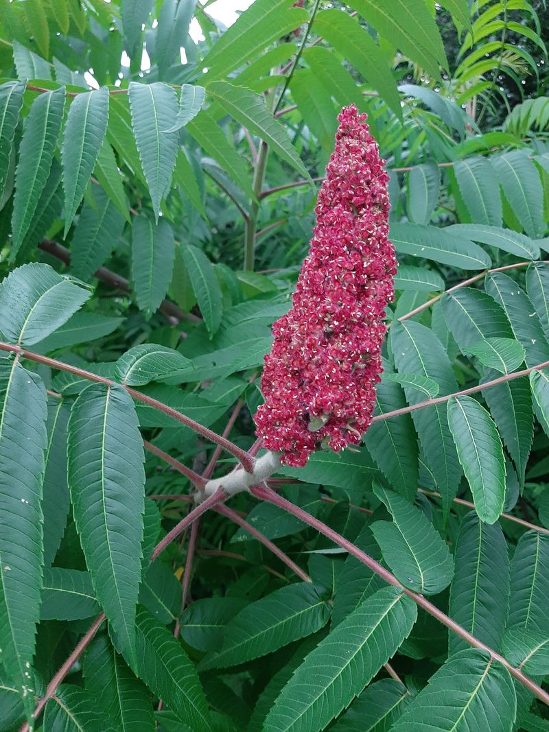 Its Berries Have A Surprising Use Its Berries Have A Surprising Use