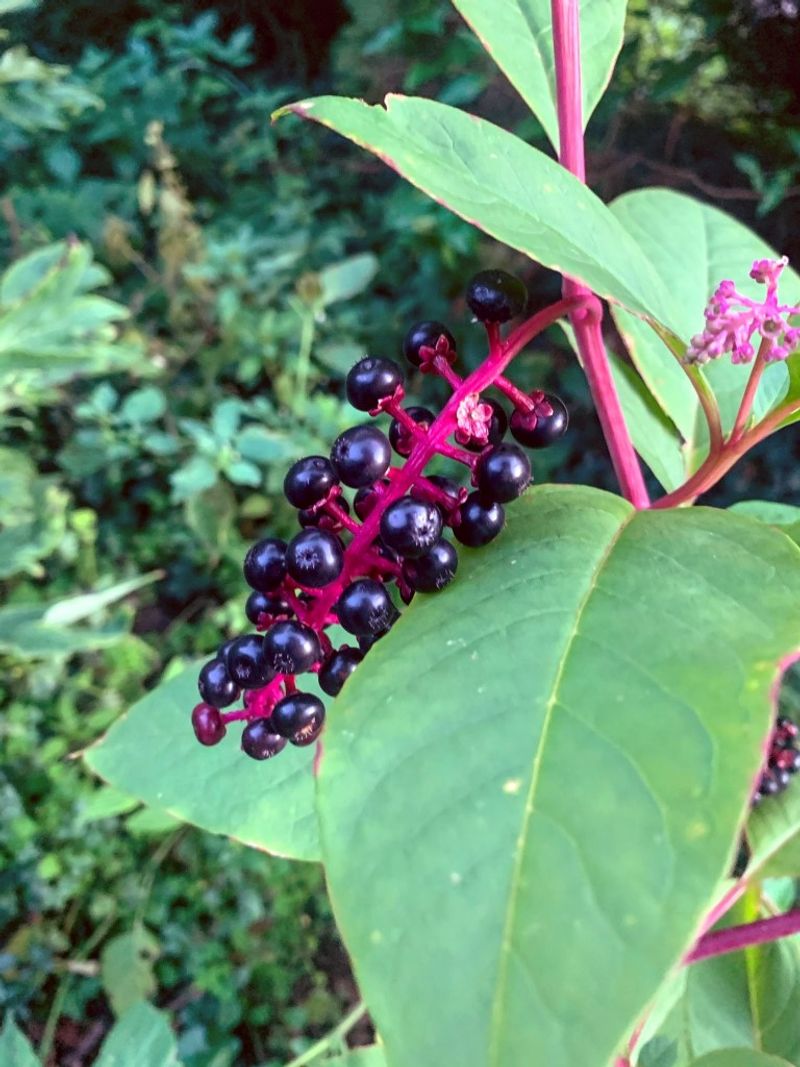 Its Berries Leave A Lasting Stain Its Berries Leave A Lasting Stain