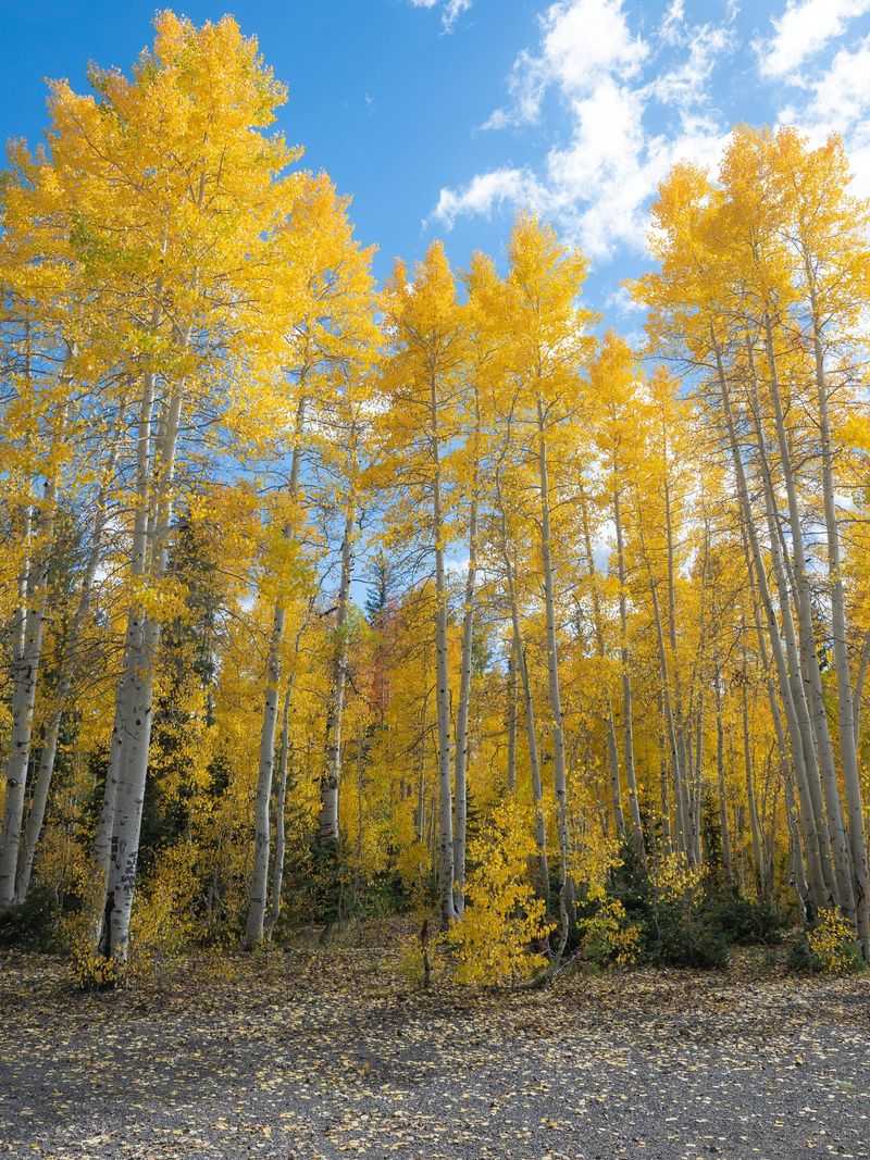 It's Best For Large, Natural Spaces It's Best For Large, Natural Spaces