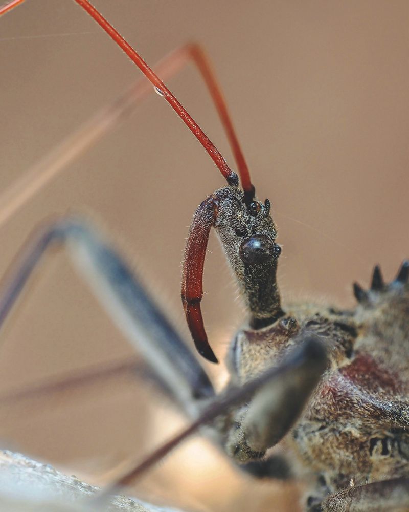 Its Bite Is Extremely Painful Its Bite Is Extremely Painful