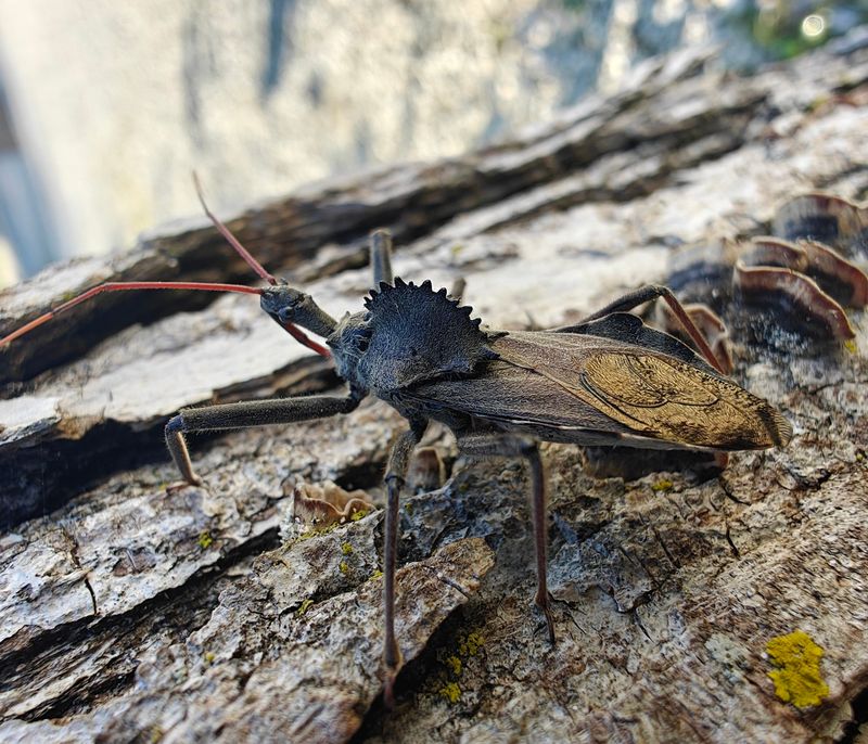 It's Called A Wheel Bug It's Called A Wheel Bug