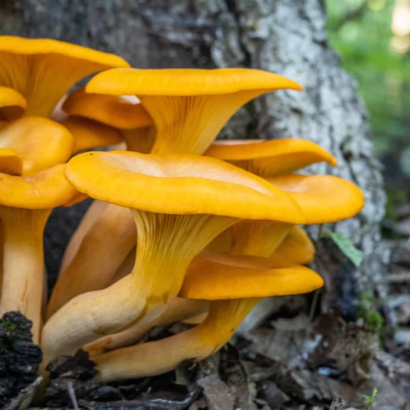It's Called The Jack-O'-Lantern Mushroom It's Called The Jack-O'-Lantern Mushroom