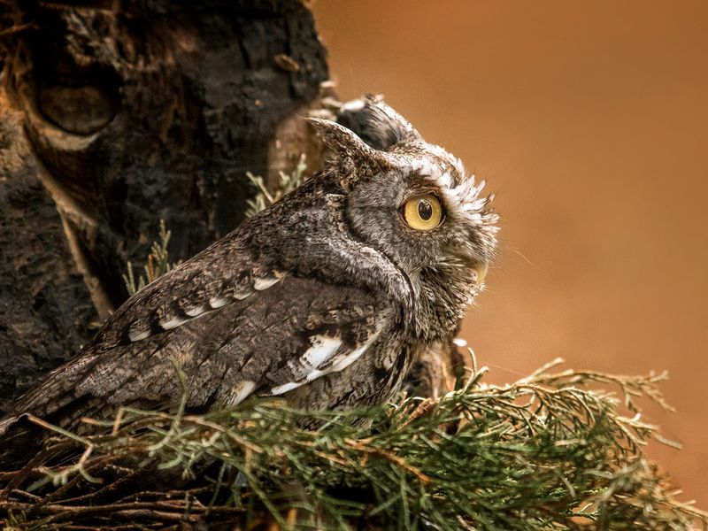 Its Diet Is One Of The Most Varied Of Any North American Owl