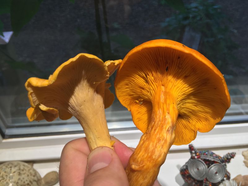 It's Easy To Mistake For Chanterelles It's Easy To Mistake For Chanterelles