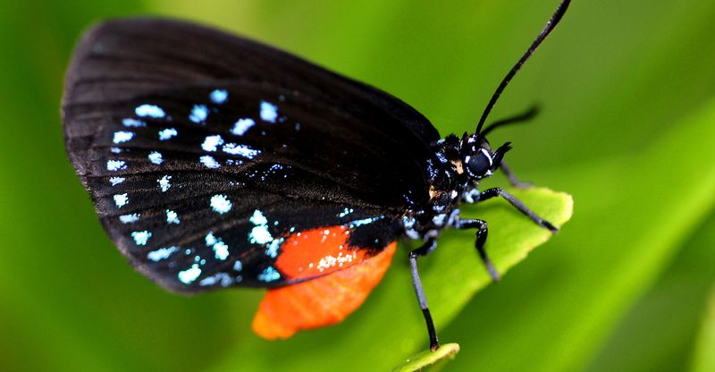Its Flowers Feed The Rare Atala Butterfly Its Flowers Feed The Rare Atala Butterfly