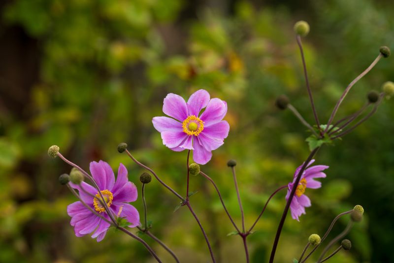 Its Flowers Float On Tall, Graceful Stems