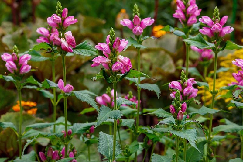 Its Flowers Really Look Like Turtle Heads Its Flowers Really Look Like Turtle Heads