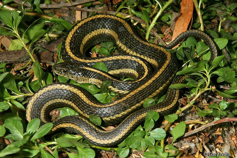 Its Habitat, Not Scent That Draws Them