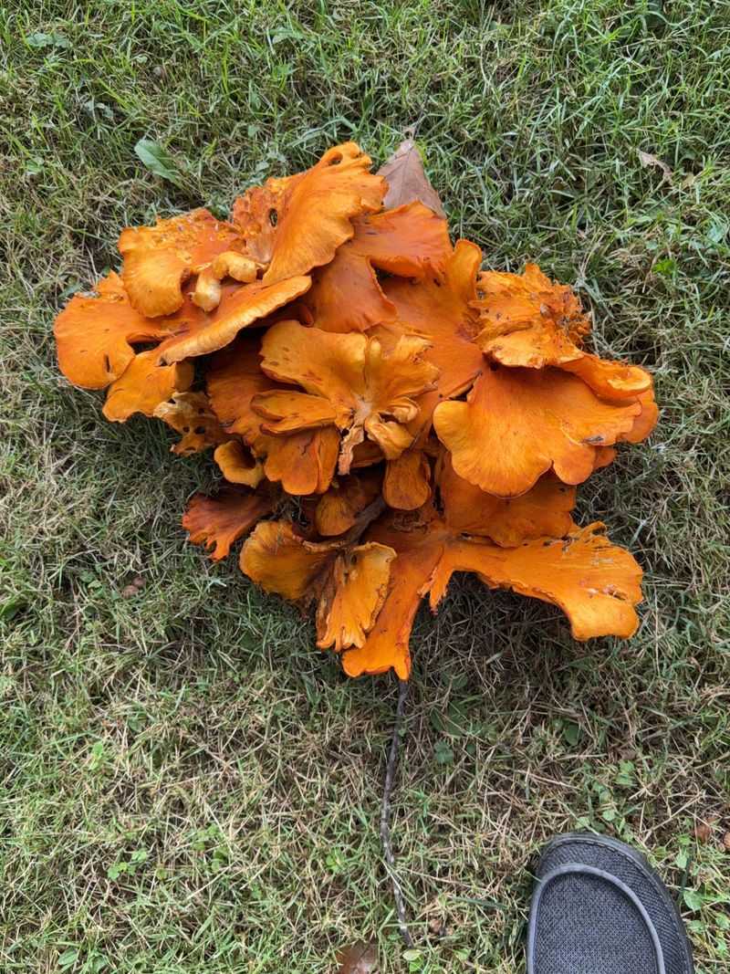 It's Harmless To Your Lawn And Trees It's Harmless To Your Lawn And Trees