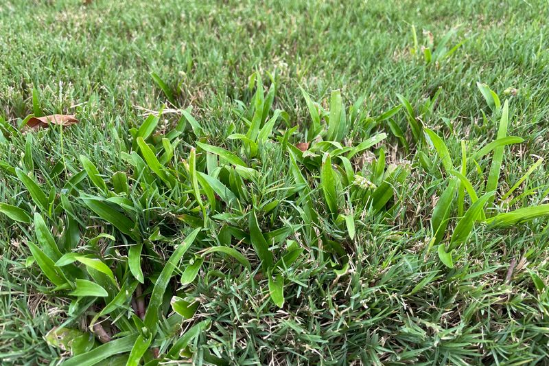Its Late Spring Germination Shifts Pre-Emergent Timing Later Its Late Spring Germination Shifts Pre-Emergent Timing Later