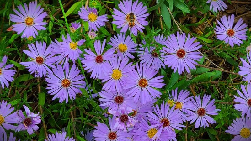 Its Leaves Smell Pleasant When Brushed Its Leaves Smell Pleasant When Brushed