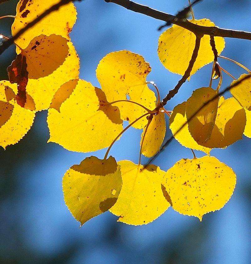 Its Leaves Tremble In The Slightest Breeze Its Leaves Tremble In The Slightest Breeze