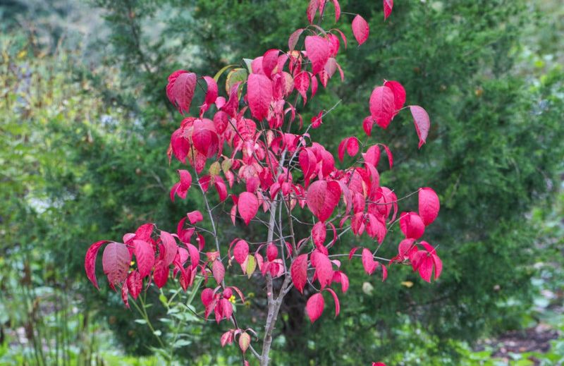 Its Leaves Turn Bright Red In Fall